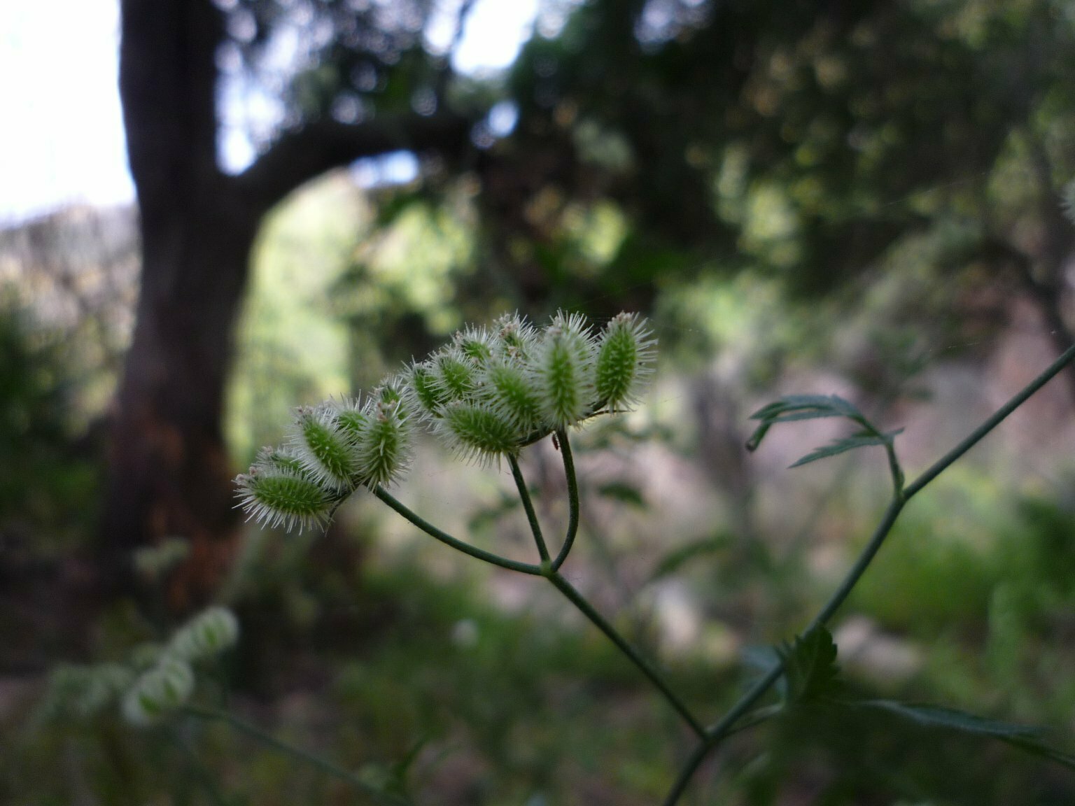 High Resolution Torilis sp. Fruit